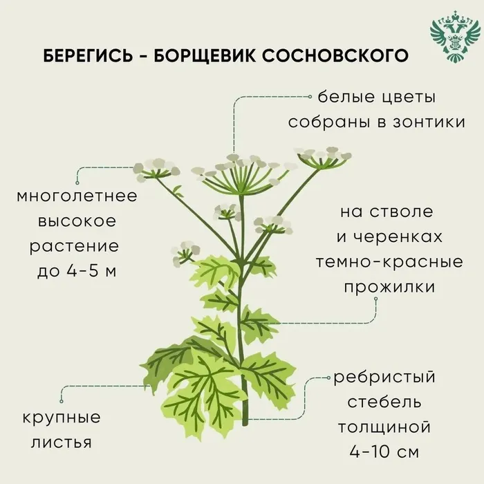 Инфокарточка - Осторожно: борщевик! 1