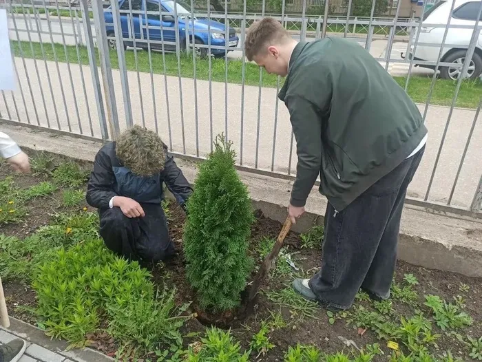 Туи в подарок школе: 9‑е классы внесли вклад в зелёное будущее
