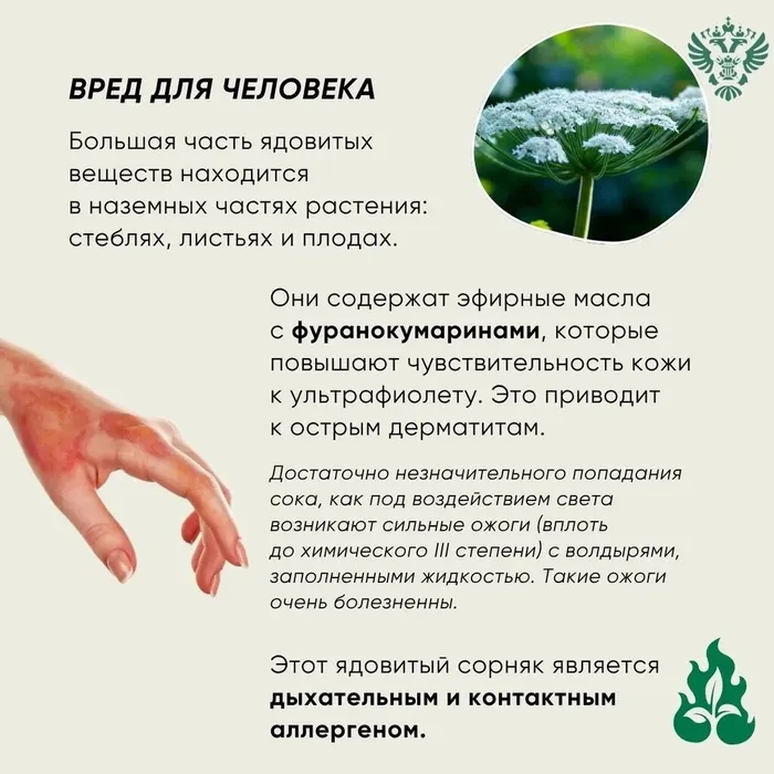 Инфокарточка - Осторожно: борщевик 3