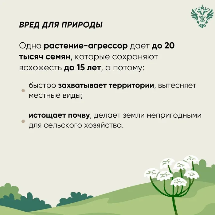 Инфокарточка - Осторожно: борщевик 2